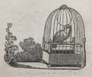History Of Birds
