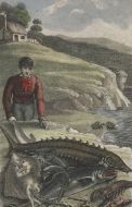 Hand Coloured Natural History